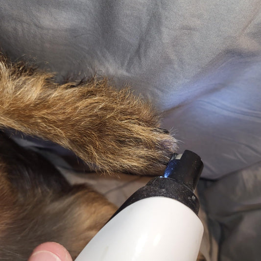 5 Signs Your Pet's Nails Are Too Long (And Why It Matters)